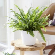2 x Boston Fern Nephrolepis