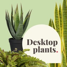 Blooming Artificial - Small