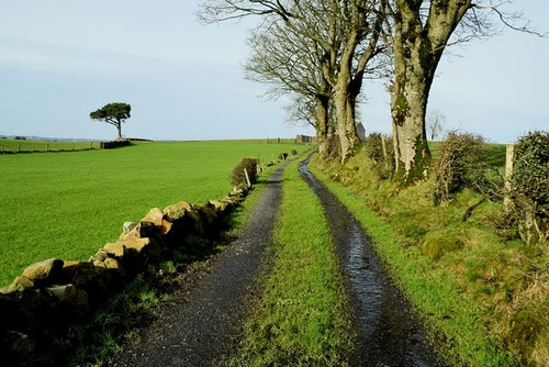 Photo 6x4 lane carony - photo, lane,