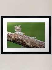 dwarf gecko Framed Art Print