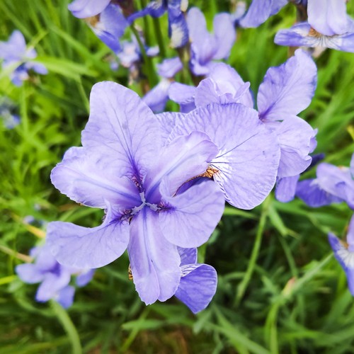 Iris sibirica perrys blue - sibirica, 'perrys