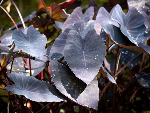 Colocasia esculenta black - colocasia,