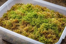 Sphagnum moss live - moss, 1l