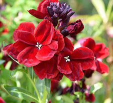Erysimum bedder scarlet