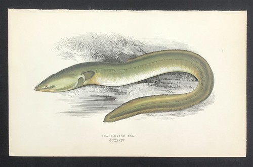 Fish sharp nosed eel - fish,