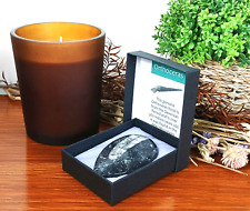 Orthoceras Nautiloid Fossil in