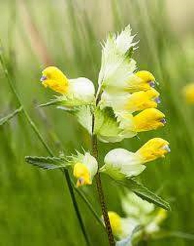 Yellow rattle seeds british - seeds,