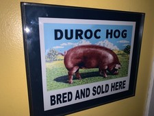 Duroc hog breeder pig farm - duroc,