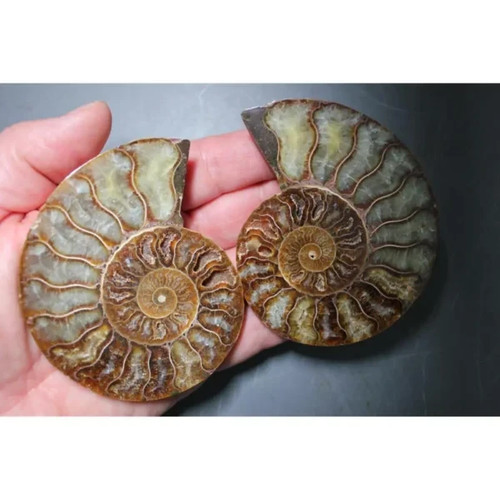 Ammonite sliced pair - sliced,