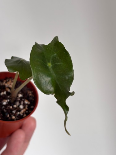 Alocasia venom very rare - #13,