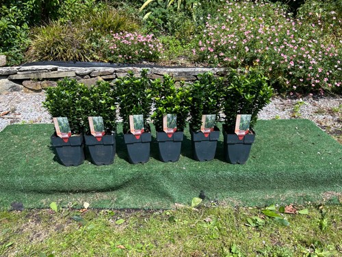 Box buxus replacement - 6, box/