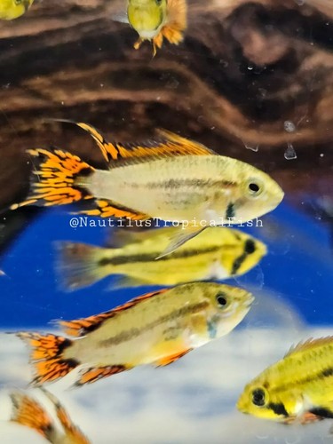 Pair super red apistogramma - red,