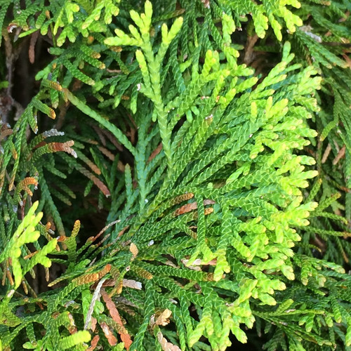 Thuja occidentalis smaragd - occidentalis,