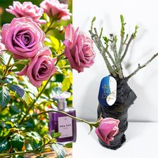 Waltz Time Purple Perfume Rose Bush Plant Bare Root Fragrant Hybrid Tea Garden 