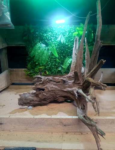Large corbo root - large,