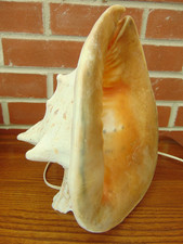 Vintage Giant Horned Queen Conch Shell Table Lamp Light on Giant Clam Shell Base