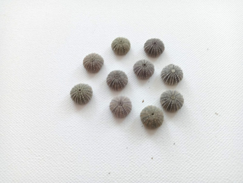 Tiny green baby sea urchins - 10,