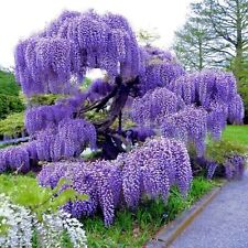 Blue Rain Wisteria Bonsai Tree seeds, with detailed growing instructions