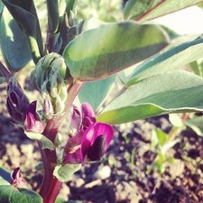Broad Bean 'Crimson Flowered'