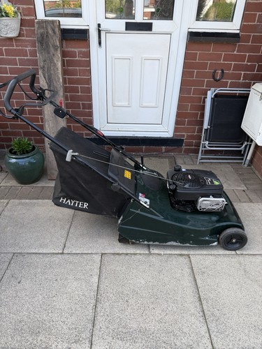 Hayter harrier - harrier, 56