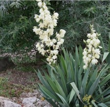 Yucca filamentosa plant - filamentosa,