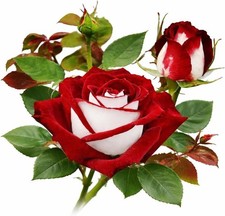 Rose Seeds for Planting- Blue