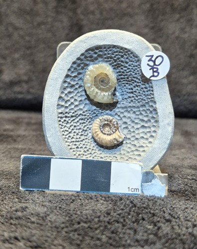 Calcite ammonites - calcite,