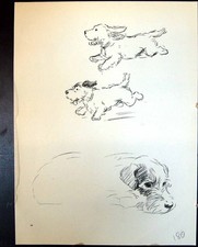 Old Vintage Print Lakeland Terrier Trig Pet Dogs Animals Lucy Dawson 1936 20th