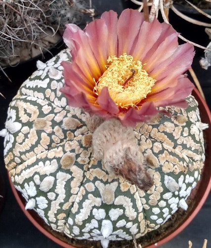 Astrophytum asterias - astrophytum,