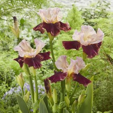 Iris germanica Cranberry Swirl 3 Litre Pot x 1 by Thompson & Morgan