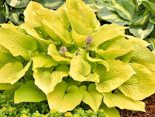 Hosta shadowland coast to - shadowland,