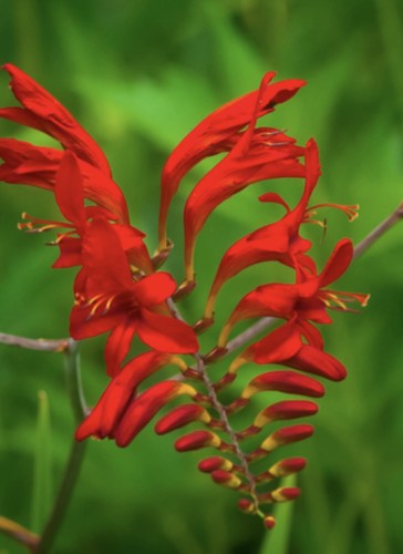 Crocosmia lucifer gardening - 30,