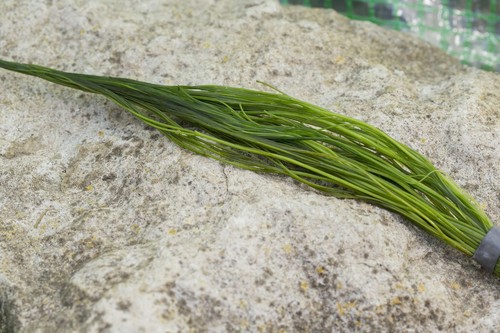 Ranunculus aquatilis water - aquatilis, (water