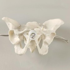 Female Pelvis Model Flexible