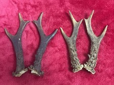2 PAIRS OF ROE DEER ANTLERS