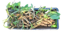 Jerusalem Artichoke Tubers