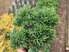 Hebe 'Boughton Dome' in 9cm