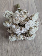 Bunch of Dried White Statice Flowers, Also known as Sea Lavender. Grown in UK. 
