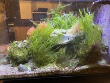 Caulerpa Prolifera- Marine Macro algae For Refugium, Lagoon Reef Tank.