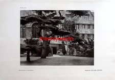 WADHAM COLLEGE, OXFORD (ILEX