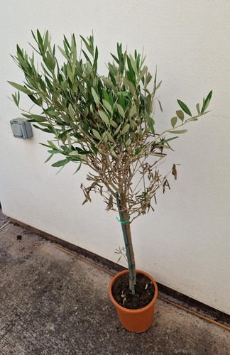 High olive tree 3 - high,