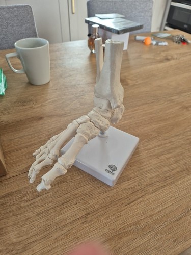 Anatomical foot model skeleton - model,
