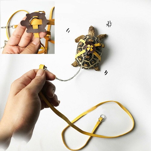 Pet tortoise turtle chest - pet,
