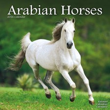 Arabian Horses 2026 Calendar
