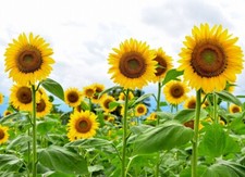 Giant Sunflower Seeds for