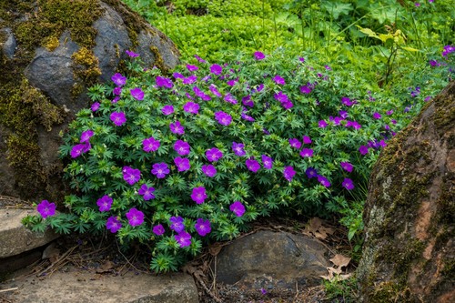 Geranium rozanne hardy - geranium,