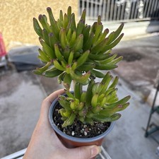 Crassula Ovata 'Gollum'