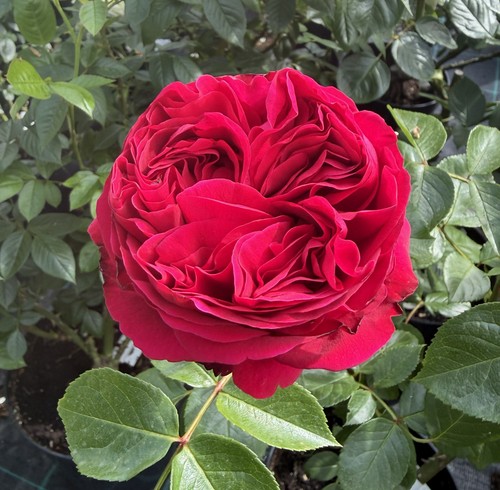 Pre order red eden - pre,