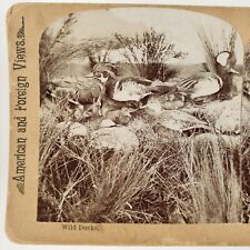 Wild Duck Taxidermy Exhibit