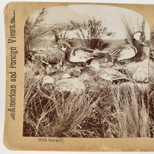 Wild duck taxidermy exhibit - taxidermy,